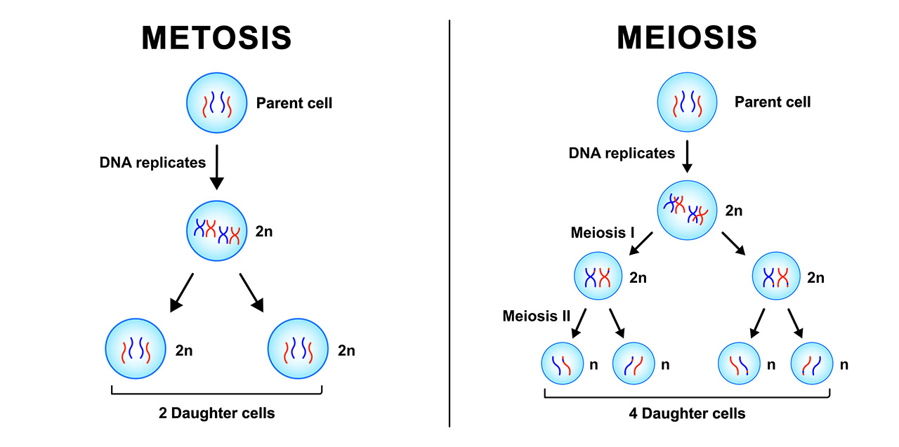 compare contrast mitosis and meiosis